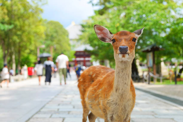 istock Deer and portraits in Nara Park 1481497146
