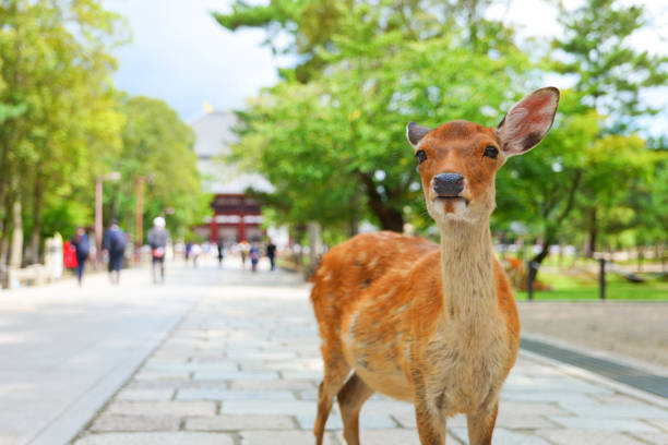 istock Deer and portraits in Nara Park 1481497176