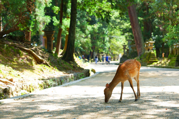 istock Deer and portraits in Nara Park 1481497322