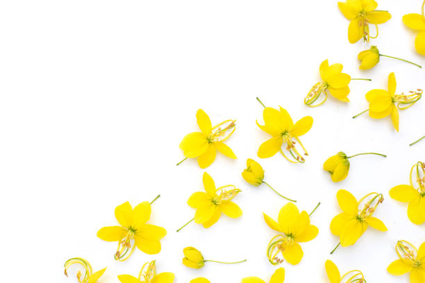 istock Cassia fistula flower on white background. 1481498761