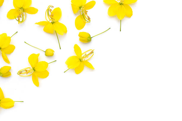 istock Cassia fistula flower on white background. 1481499996