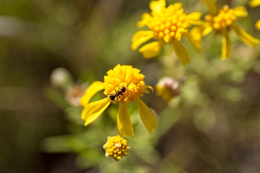 Black ants climbing on a yellow wildflower on Anderson Mesa near Flagstaff, Arizona.
