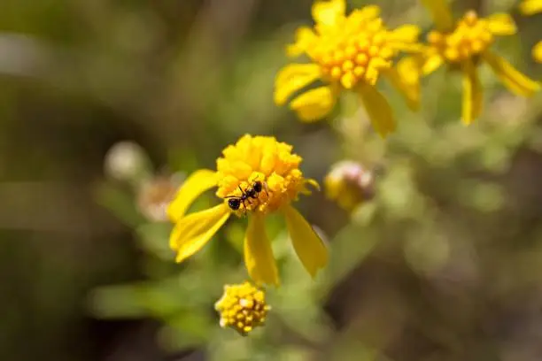 Photo of Black ants climbing on a yellow wildflower on Anderson Mesa near Flagstaff, Arizona.