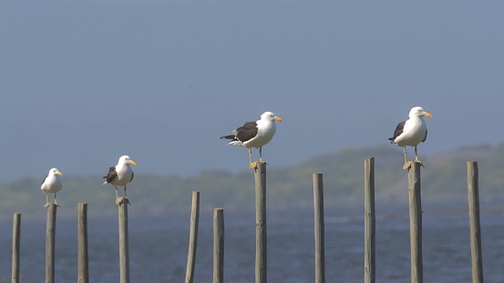 Four Kelp Gulls (Larus dominicanus) line up on a fence by the coast of Matanzas, a village in south-central Chile