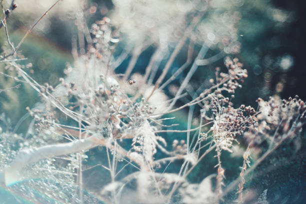 Withered plant and nature blurred background