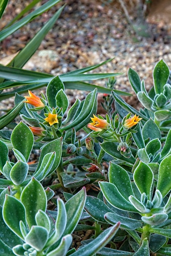 Un racimo de plantas con hojas verdes con bordes blancos y flores amarillas y naranjas. photo