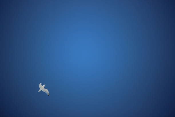 A single seagull flys overhead of blue sky.