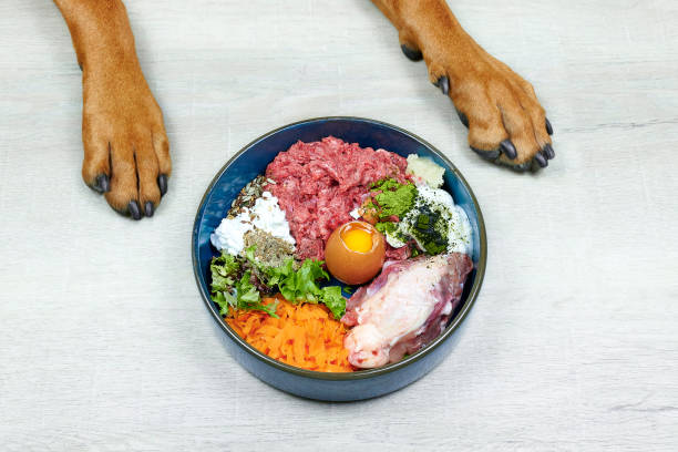 Natural Raw organic dog food in bowl and dogs paws on grey background. BARF Diet for dogs Raw meat, eggs, vegetables. stock photo