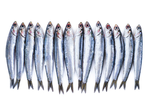 Row of a Fresh Raw Anchovies on a White Background