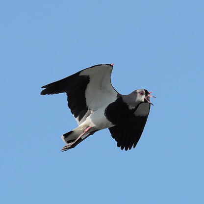A Southern Lapwing (Vanellus chilensis) in flight and calling loudly over central Chile after being alarmed by a human intruder to its territory. The species is always one of the first to sound an alarm when it feels in danger or under threat, acting as a sentry for many other species