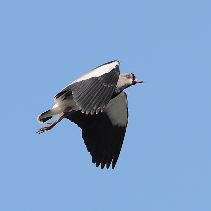 A Southern Lapwing (Vanellus chilensis) in flight and calling loudly over central Chile after being alarmed by a human intruder to its territory. The species is always one of the first to sound an alarm when it feels in danger or under threat, acting as a sentry for many other species. The bird has sharp spurs on its wing ‘elbows’, clearly seen here, which it can use to fight if all else fails.
