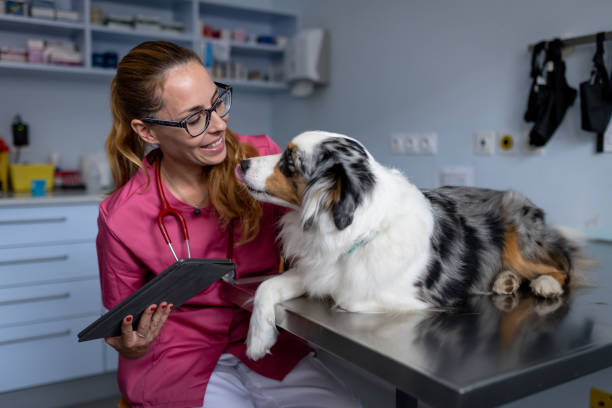 istock Dog being examined by a veterinarian 1481512103