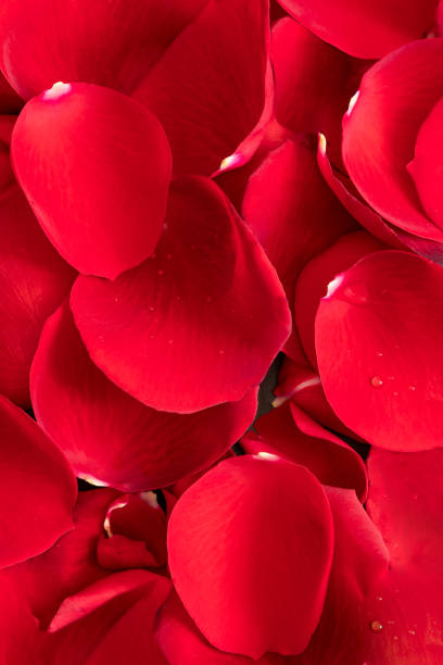 istock Fresh Red Rose petals image for texture background and design. 1481512794