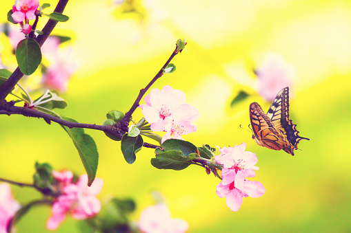 Spring banner background with butterfly and copy space.