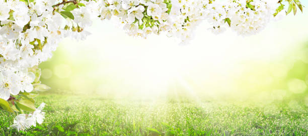 istock Beautiful nature view of spring flowering trees on blurred background. 1481512970