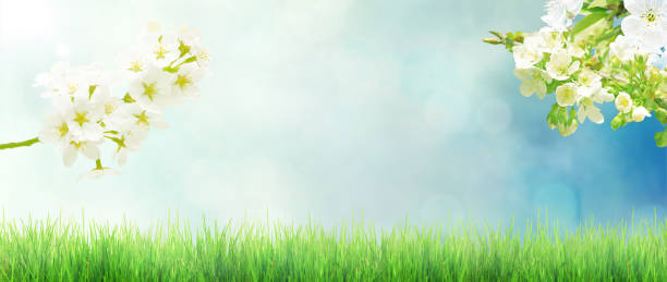Backgrounds For Spring 500,000+ Best Spring Backgrounds & Images [HD]