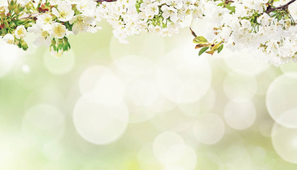 istock Beautiful nature view of spring flowering trees on blurred background. 1481513187