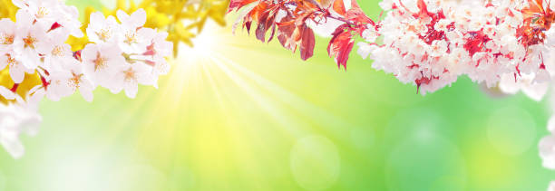 istock Beautiful nature view of spring flowering trees on blurred background. 1481513209