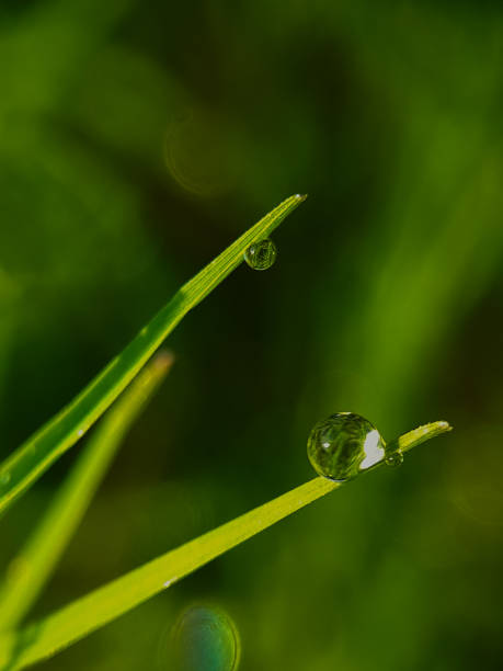istock morning dew on green grass fresh beautiful botany macro background nature 1481515625