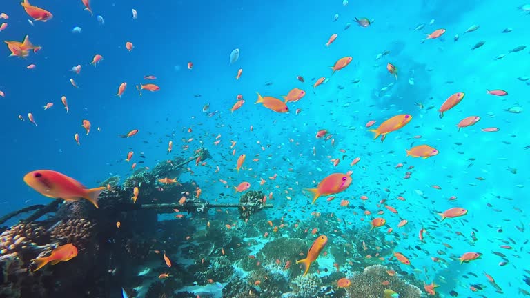 ีunder water ocean clear blue color with fish swimming around sinking wreck ship in indian ocean maldives