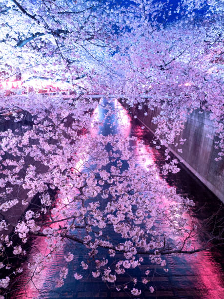 istock Night cherry blossoms on the Meguro River, Tokyo, Japan 1481516299