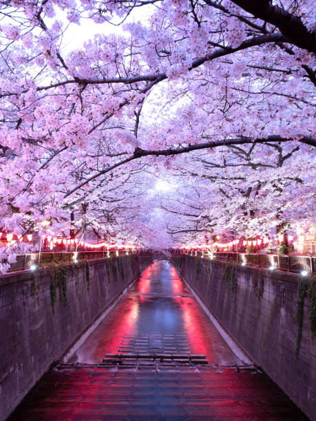 night cherry blossoms on the meguro river, tokyo, japan - spring vertical cherry blossom color image imagens e fotografias de stock