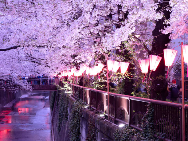 istock Night cherry blossoms on the Meguro River, Tokyo, Japan 1481516326
