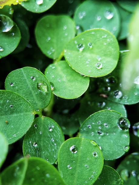 istock morning dew on green grass fresh beautiful botany macro background nature 1481517636