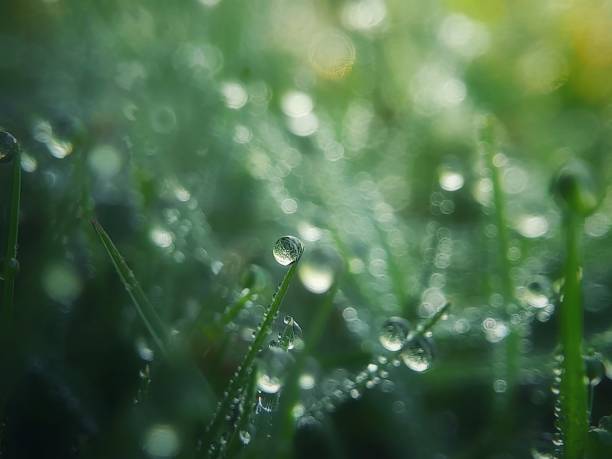 istock morning dew on green grass fresh beautiful botany macro background nature 1481517736