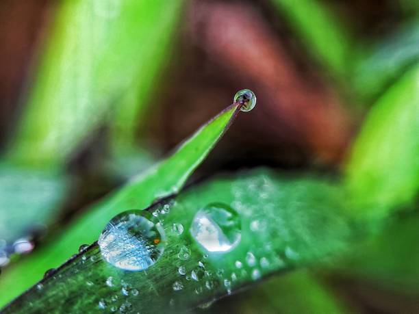 istock morning dew on green grass fresh beautiful botany macro background nature 1481517851