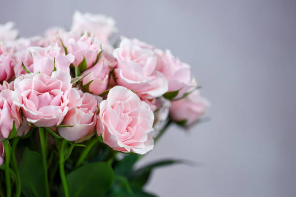 Free picture: Bouquet of white and pinkish rose flowers in half shadow