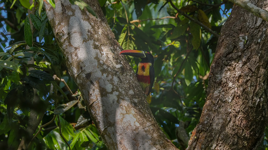 a front view of a fiery-billed aracari in a tree at manuel antonio national park of costa rica