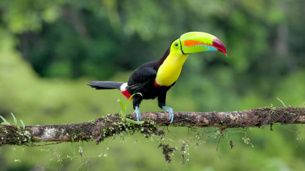 istock keel-billed toucan on a perch vocalizing at costa rica 1481520227