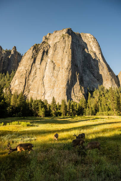 istock Deer Graze in Yosemite Valley on Summer Morning 1481521965