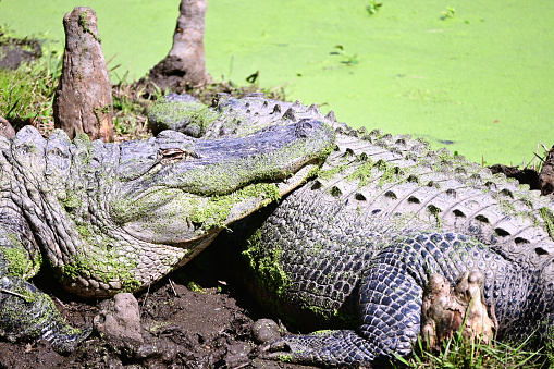 Sleeping or inactive alligators in the winter.