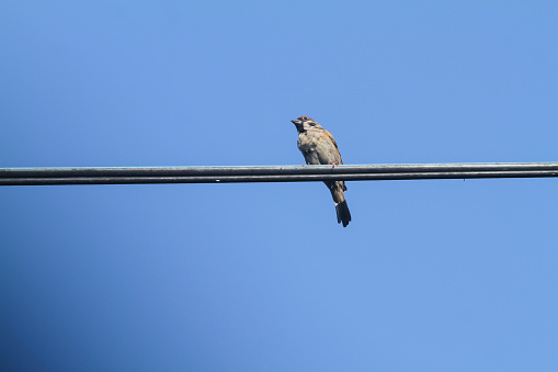 a bird perched on a horizontal cable