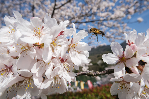 A bee flying around the cherry blossoms, cherry blossoms bloom in spring japan