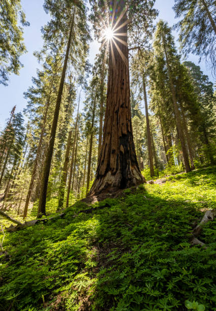 istock Scarred Sequoia On Carpet of Green 1481522785