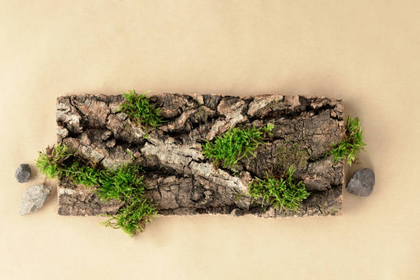 istock Creative composition for design with bark tree and moss, wooden texture on beige background for organic cosmetic products.  Flat lay 1481523023
