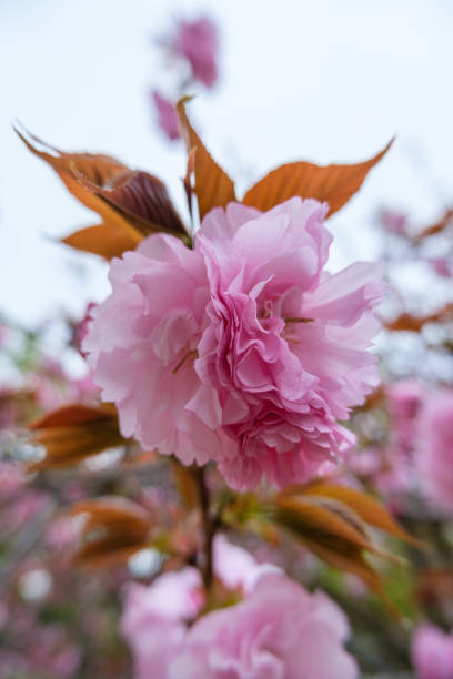 istock beautiful pink cherry blossoms 1481524303