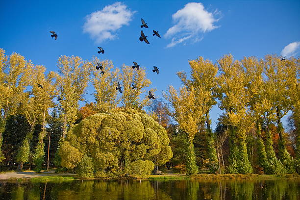 Autumn in Ekaterinburg stock photo