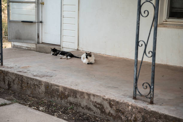 dos gatos encaramados a la vieja usanza porche de hormigón mirando esperando fuera de casa - screen door door porch house fotografías e imágenes de stock