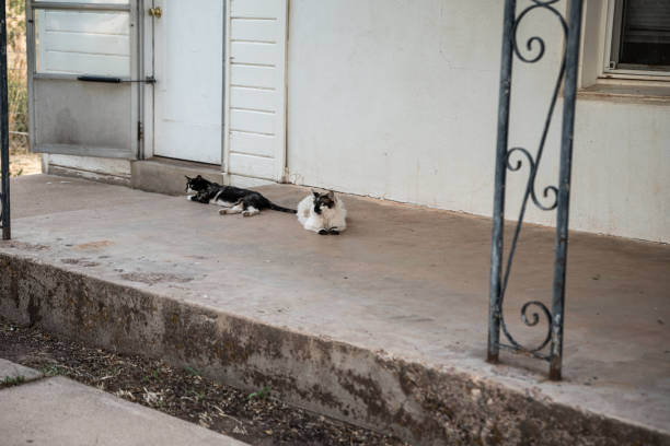 dwa koty siedzące na staromodnym ganku czekają na zewnątrz domu - screen door door porch house zdjęcia i obrazy z banku zdjęć
