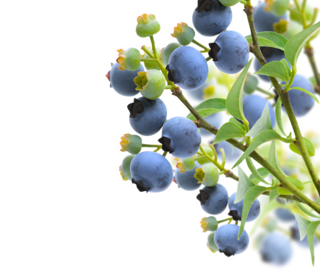 Blueberries On The Branches On White Background