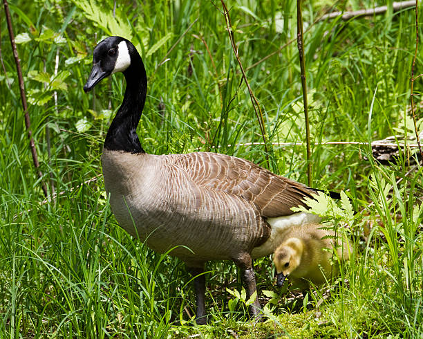 istock Cute baby canada goose and mother. 148152941