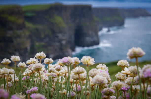 istock Flowers of Moher 1481531429