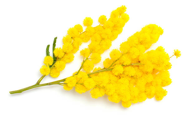 istock twig of mimosa flower 148153177