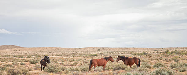 istock Wild horses in the Australian Outback Panorama 148153390