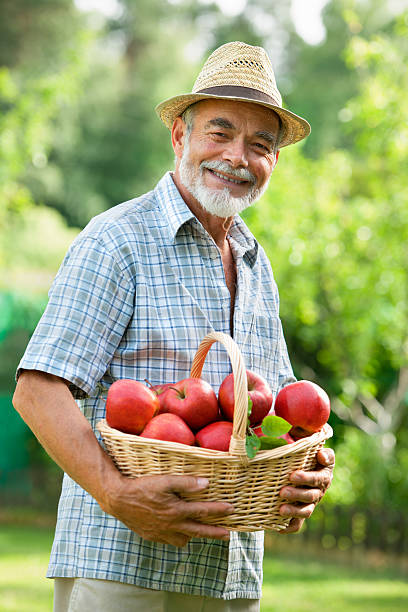 istock Gardener with a basket of ripe apples 148153509