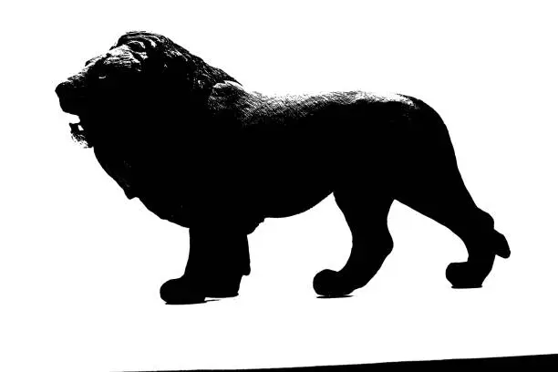 Photo of silhouette of a male lion standing on white background